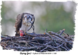 20130729 - 3 205 SERIES -  Osprey (juv).jpg