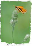 20130626 062 European Skipper.jpg