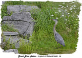 20130809 198 SERIES - Great Blue Heron.jpg