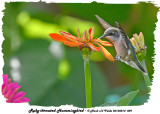 20130814 009 Ruby-throated Hummingbird.jpg