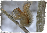 20130320 528 Red Squirrel.jpg
