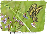 20130812 156 Giant Swallowtail.jpg