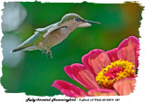 20130814 029 Ruby-throated hummingbird.jpg