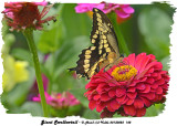 20130825 148 Giant Swallowtail.jpg