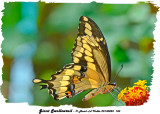 20130825 183 Giant Swallowtail.jpg