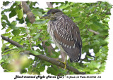 20130903 316 Black-crowned Night Heron ( juv).jpg