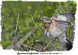 20130909 111 Rose-breasted Grosbeak.jpg