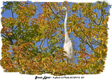 20130919 - 2 027 SERIES - Great Egret.jpg