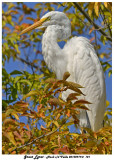 20130919 - 2 121 Great Egret.jpg