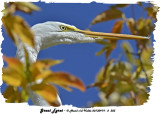 20130919 - 2 303 SERIES - Great Egret.jpg