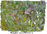 20131001 026 SERIES - Wood Duck.jpg