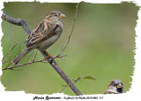 20131005 117 House Sparrows.jpg