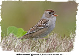 20131005 023 White-crowned Sparrow 1c1 1r1.jpg