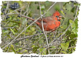 20131010 217 Northern Cardinal.jpg