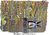 20131025 457 Wood Duck3 HP Wood Duck 3 HP.jpg