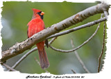 20131005 007 Northern Cardinal.jpg