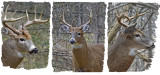 20131112 124 060 033 White-tailed Deer.jpg