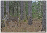 20131113 - 2 135 White-tailed Deer.jpg
