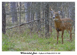 20131112 053 SERIES - White-tailed Deer.jpg