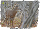 20131112 033  SERIES - White-tailed Deer.jpg