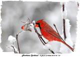 20131127 131 SERIES -  Northern Cardinal.jpg