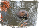 20131118 122 SERIES - Beaver.jpg