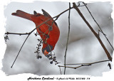 20131202 114 Northern Cardinal.jpg