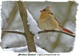 20131202 072  SERIES  - Northern Cardinal.jpg