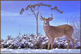 16 20101215 104 White-tailed Deer .jpg