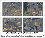 08 20101123 027077 088 110  White-tailed Buck  wounded 10 pointer.jpg