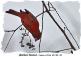 20131202 100 Northern Cardinal.jpg