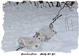 20131218 451 Snowshoe Hares3 1r1r1.jpg