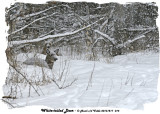20131217 014 White-tailed Deer.jpg
