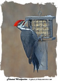 20131214 032 Pileated Woodpecker.jpg