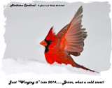 20131227 074 Northern Cardinal rawc3 1r1.jpg