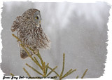 20130128 137 Great Gray Owl.jpg