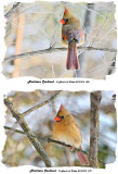 20131218 328 270 Northern Cardinal.jpg