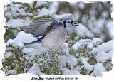 20131220 192 Blue Jay.jpg