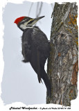 20140114 008 Pileated Woodpecker.jpg