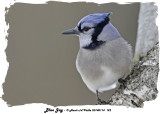 20140114 122 Blue Jay.jpg