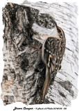 20140108 188 Brown Creeper.jpg
