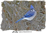 20131218 575 Blue Jay.jpg