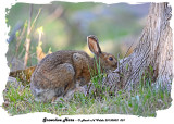 20130503 001 SERIES - Snowshoe Hare rawc.jpg