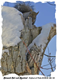 20140130 388 113 Screech Owl and Squirrel.jpg