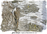20140124 047 044 Brown Creeper.jpg