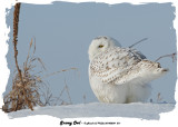 20140204 - 1 371 SERIES - Snowy Owl.jpg