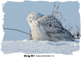 20140204 - 1 168 SERIES - Snowy Owl 1c2.jpg