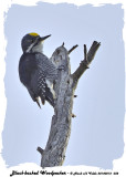 20140212 032 Black-backed Woodpecker.jpg