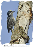 20140212 097 Black-backed Woodpecker 1r1.jpg