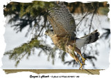 20140211 002 Cooper’s Hawk.jpg